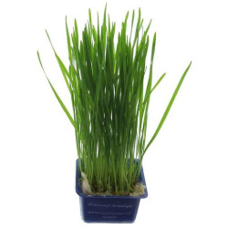 WHEAT GRASS (GOUT SUCRE) 50G